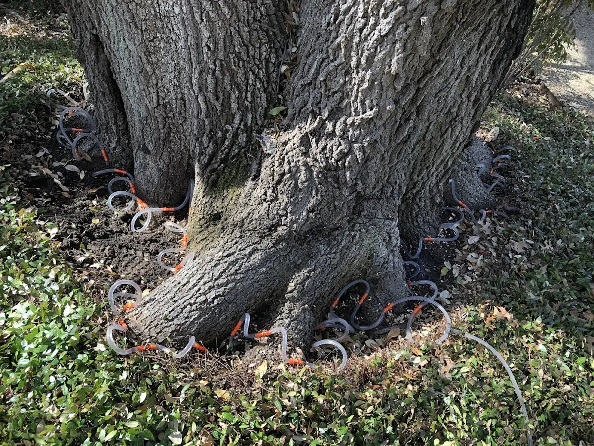 Detailed Tree Cabling and Bracing job site in Waynesville