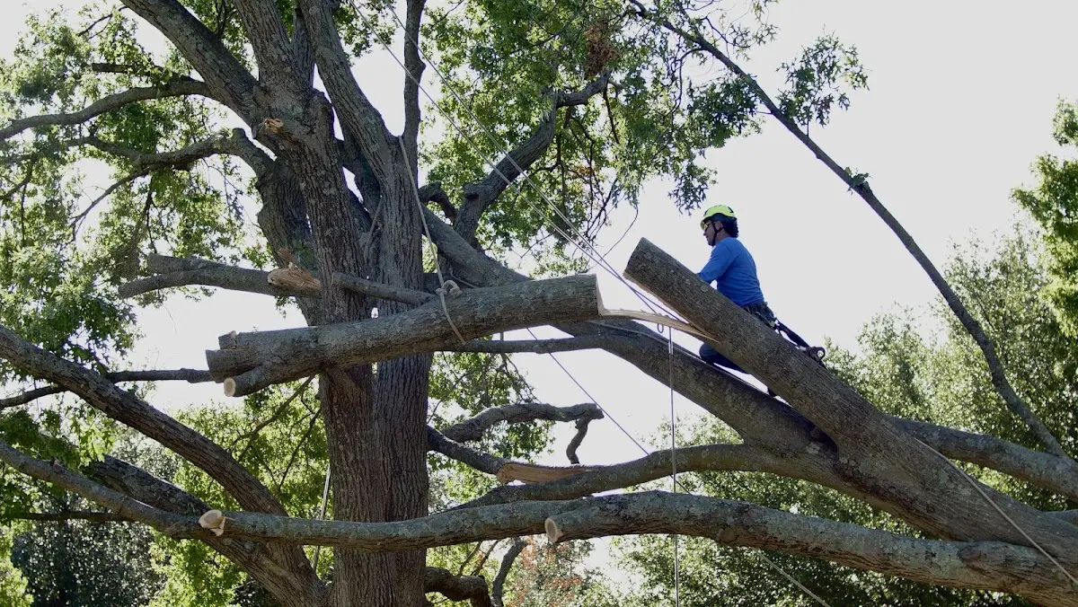 Professional Crown Thinning performed by certified arborists in Waynesville